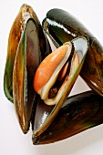 New Zealand mussels, one opened