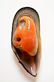 New Zealand mussel in mussel shell