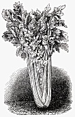 Celery (Illustration)