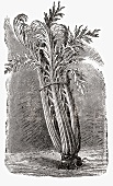 Cardoon (Illustration)