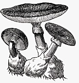 Mushrooms (Illustration)
