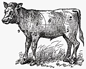 Calf (Illustration)
