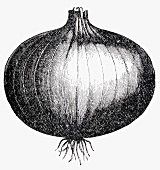 Onion (Illustration)