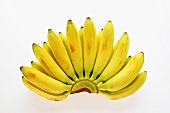 Bananenstaude mit Zuckerbananen (Babybananen)