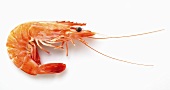 One shrimp