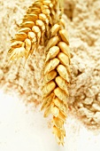Cereal ears on wholemeal flour