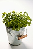 Fresh parsley in small bucket