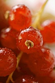 Rote Johannisbeeren mit Wassertropfen (Detail)