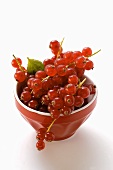 Rote Johannisbeeren in Schale