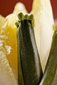 Zucchini und Chicorée