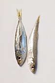 Fresh sandsmelt and small anchovy