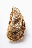 A fresh oyster