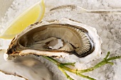 Oysters on sea salt
