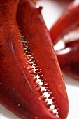 Cooked lobster (detail of claw)