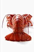 A single boiled lobster