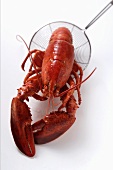 Cooked lobster on ladle