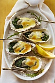 Überbackene Austern mit Käsecreme und Spinat auf Meersalz