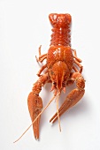 Whole freshwater crayfish