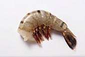 Fresh king prawn without head