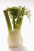 Fresh fennel