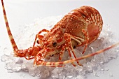 Spiny lobster on crushed ice