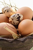 Brown hen’s eggs and quail’s eggs in wooden bowl with straw