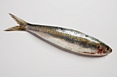 One whole sardine