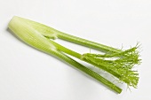 Fenchel