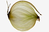 Slice of onion (sliced lengthwise), backlit