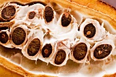 Cacao pod (detail)