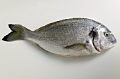 Fresh sea bream