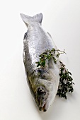 Fresh sea bass with thyme