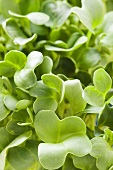 Daikon cress (close-up)