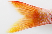 Frische Rotbarbe (Detail Fischschwanz)