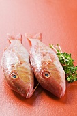 Fresh red mullet on red background