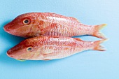 Fresh red mullet on blue background