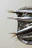 Several anchovies (tails) in aluminium dish with ice