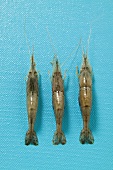 Three raw shrimps on blue background