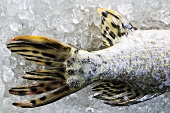 Pike tail on ice