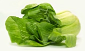 Pak choi