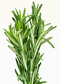 Fresh rosemary