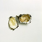 An oyster, opened