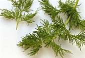 A Bunch of Fresh Dill