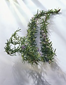 Sprigs of rosemary with flowers