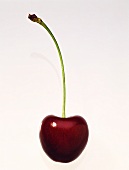 A cherry against a white background