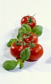 Fresh tomatoes and basil with drops of water