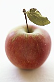 Elstar apple with leaf
