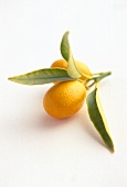 Two kumquats with leaves