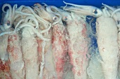Several squid in a container of water
