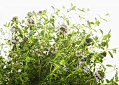 Thyme (close-up)